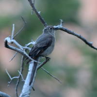 Grey Vireo